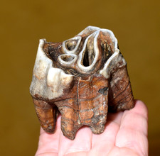 Fossil Wooly Rhinoceros Molar Tooth Pleistocene Epoch Ice Age Siberia Permafrost picture