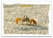 Vintage 1990s - Ghost Crab - South Carolina Postcard (UnPosted) picture