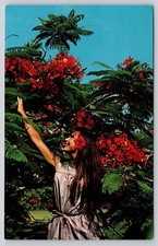 Flamboyant Tree St. Thomas Virgin Islands Postcard picture
