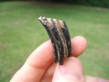 AFFORDABLE GIANT BEAVER MOLAR TOOTH FLORIDA FOSSILS ICE AGE EXTINCT RODENT JAW @ picture