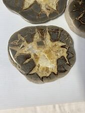 5 Septarian Nodules Slabs ( Utah ) Polished 7.5 Lbs picture