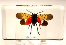 2.8" Real Spotted Lanternfly in Lucite Resin Insects Science Education Specimen picture