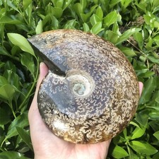 1000G Natural Ammonite Fossil quartz crystal Mineral Specimens healing 13 picture