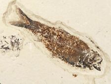 SCALES On This 50 Million Year Old Knightia FISH Fossil w/Stand Wyoming 562gr picture