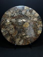Polished Ammonite Fossil Plate- Home Decor- Fossil- Statement Piece picture
