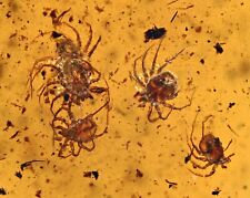 Swarm of Acari (Ticks), Fossil inclusion in Burmese Amber picture