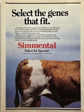 Simmental Cattle Breed Bozeman MT Select Genes Breeding Bulls Print Ad 1987 picture