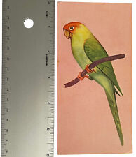 Vintage Bird Illustration Art Identification Card Extinct Carolina Parakeet 1962 picture
