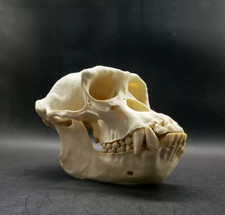 Chimpanzee skull Specimen model Monkey Skull picture