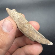 Sperm Cetacean Tooth Fossil SWFL 2.83” picture