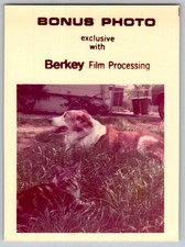 Vtg Color Snapshot Tabby Cat Collie Dog in Grass Berkey Film Processing 1970s picture