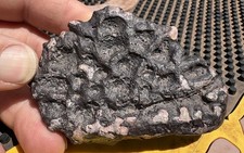 ☘️RR⛏️: Colorful Detailed Triassic Fossil Scute From Northeast AZ. 6.7 Oz. 🦖 picture