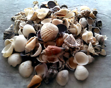 1000+ Mixed Small+ Medium Natural Sea Shells Crafts Aquarium DECOR Lot  picture
