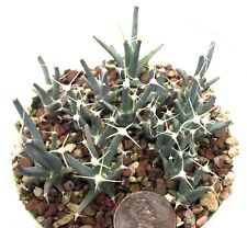 Cactus Plant--Leuchtenbergia principis--ONE Seedling from Pot picture