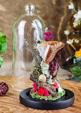 Green Commodor Butterfly Glass dome display Miniature Victorian Oddity Curiosity picture
