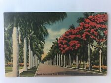 Vintage Postcard: FL Royal Poinciana Trees, Palms Street View, c1942 picture