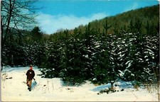 Hunter At Edge Of Pine Plantation- Pennsylvania-Chrome Postcard picture