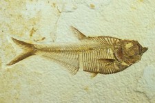 A Grade Diplomystus dentatus Fossil Fish Green River Formation Wyoming picture