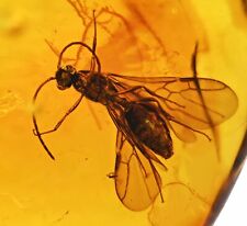 Detailed Winged Aculeata, Formicidae (Ant), Fossil Inclusion in Dominican Amber picture