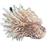 Spondylus, Thorny (Spiny) Oyster Seashell, Approximately 127 mm x 75mm picture