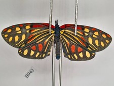 B943. Unmounred butterfly: Zygaenidae sp. North Vietnam picture