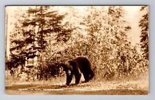 Lanse MI-Michigan RPPC, Bear In The Northwoods, Vintage c1939 Postcard picture