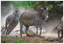 Zebra Stampede 19x13 inch Photo [210809-0002] picture