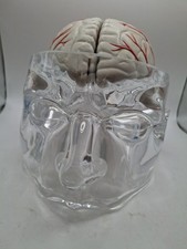 Seroquel Rx Skull Brain Science Model Medical Pharmaceutical Ad Premium Display picture