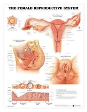 Female Reproductive System Chart/Charts/Model, Anatomy picture