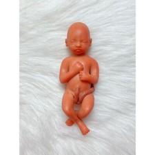 15 Weeks Baby Fetus, Stage of Fetal Development (Memorial/Miscarriage/Keepsake) picture