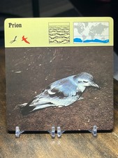Prion, 1976 Editions Recontre 4 3/4" x 4 3/4" Card picture