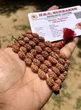 LAB CERTIFIED Rare 3 Mukhi RUDRAKSHA Rudraksh Mala ROSARY 108+1 Prayer Beads picture