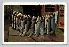 c1937 Linen Postcard Grand Junction CO Colorado Catch of Speckled Mountain Trout picture