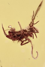 NEMATODA Parasitic WORM & SPRINGTAIL Fossil Genuine BALTIC AMBER + HQ Pic 250520 picture