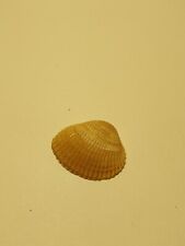 Hand Picked Sea Shell - Anadara Brasiliana picture