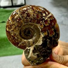 479G Rare Natural Tentacle Ammonite FossilSpecimen Shell Healing Madagascar picture