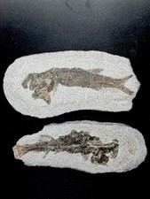 2 pcs fossil fish ,perleidus, Jurong China picture