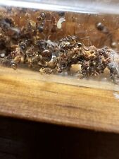 Queen Ant-Aphaenogaster fulva Colony 20-30Workers+queen Eggs Feeder Insect Only picture