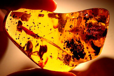 Water Enhydros with Methane Termites in LARGE Dominican Amber Fossil 42 g Piece picture