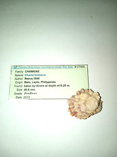 Chama Brassica seashell 40.9 mm, F++/F+++ Phillipines picture