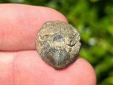 Belgium Fossil Brachiopod Iowatrypa ultima Late Devonian Age picture