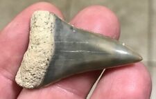 AWESOME - S.W.FLORIDA LAND FIND - 1.66” x 1.03” Mako Hastalis Shark Tooth Fossil picture