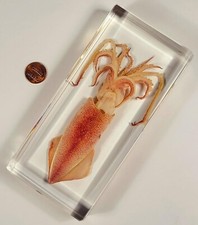 6.3" Large Squid in Clear Lucite Resin Paperweight Sea Marine Mollusc Specimen picture