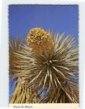 Postcard Yucca In Bloom New Mexico USA picture