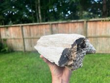 Texas Petrified Live Oak Wood Detailed Log 15