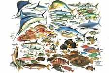 Florida Coast 101 Fish of the South Atlantic Painting by Russ Smiley Postcard picture