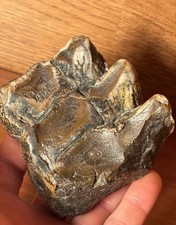 Gorgeous Multi Colored Mastodonn Tooth Extinct Florida Megafauna Fossil picture