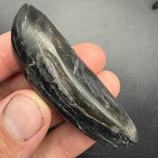 Megalodon Era Sperm Cetacean Tooth Fossil - Polished Tooth picture