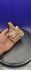 Genuine Spinosaurus Fossil Tail Vertebrae (REAL) - Excellent Quality picture