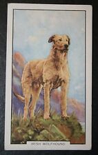IRISH WOLFHOUND  Vintage Coloured Card  FD22M picture